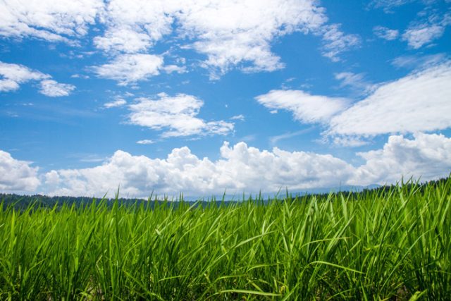 田・畑・山