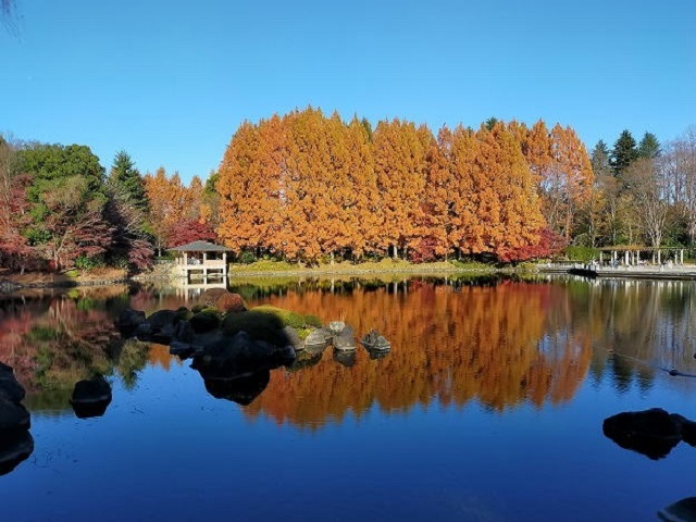 アザレヤハイツＣ 中央公園まで700m
